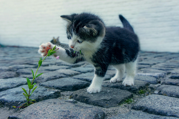 Katze erkundet Planze